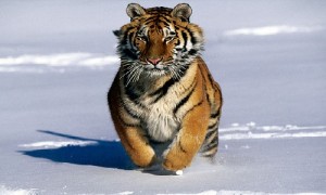 tigre-siberiano