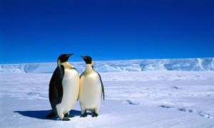 pinguinos_emperador