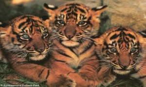 tigres-de-sumatra1