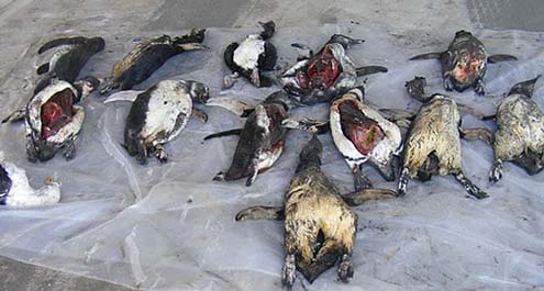 Investigan aparición de pingüinos muertos y faenados en Pichilemu