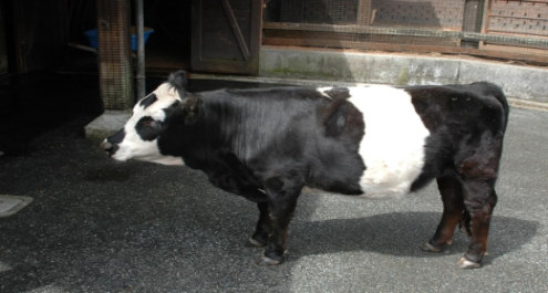 Crían “mini vacas” que reducen emisión de gas metano