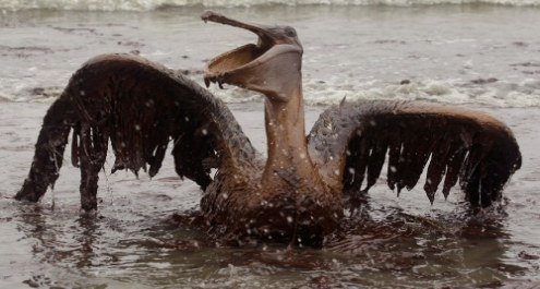 Las aves también sufren por derrame en el golfo de México
