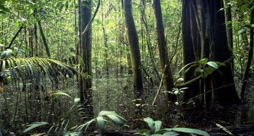 Brasil invertirá en proyectos ambientales