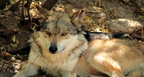 Se complica la situación del lobo gris mexicano