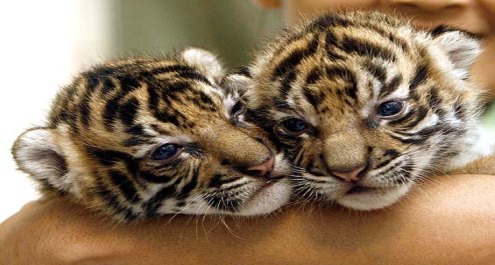Industria papelera destruye habitat del tigre de Sumatra