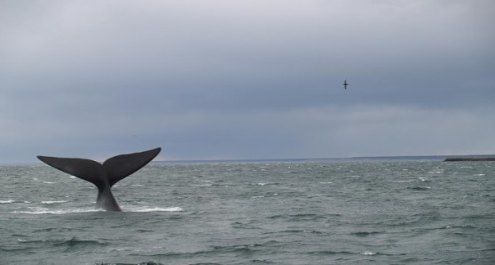 Activistas de Greenpeace condenados por robar carne de ballena