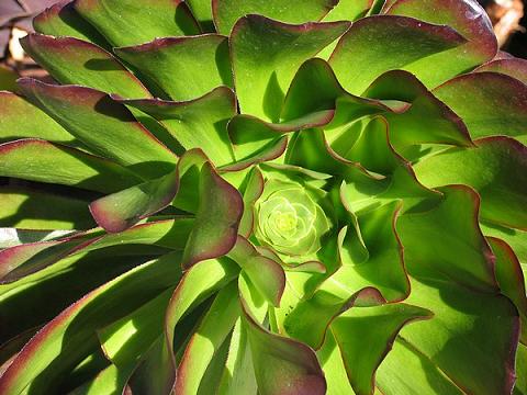 Un quinto de las plantas corren peligro de extinción