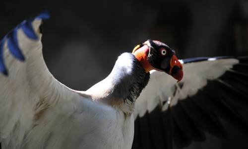 México ya cuenta con un santuario ecológico para aves
