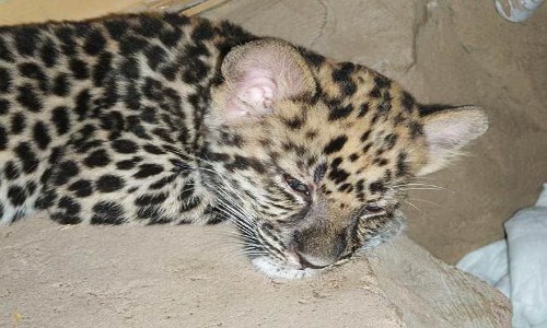 Nace cachorro de rarísima especie de leopardo