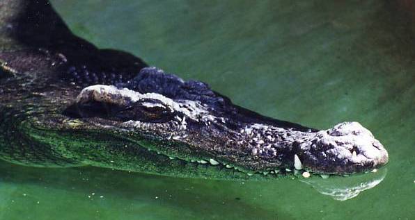 Una especie de cocodrilo que casi se extinguió resucita en Vietnam