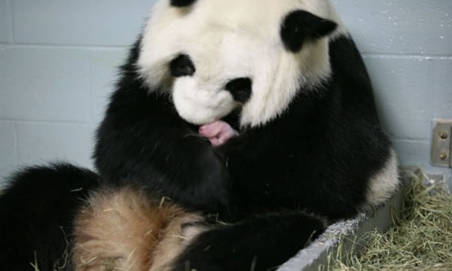 Oso Panda da a luz a tres crías del tamaño de un celular