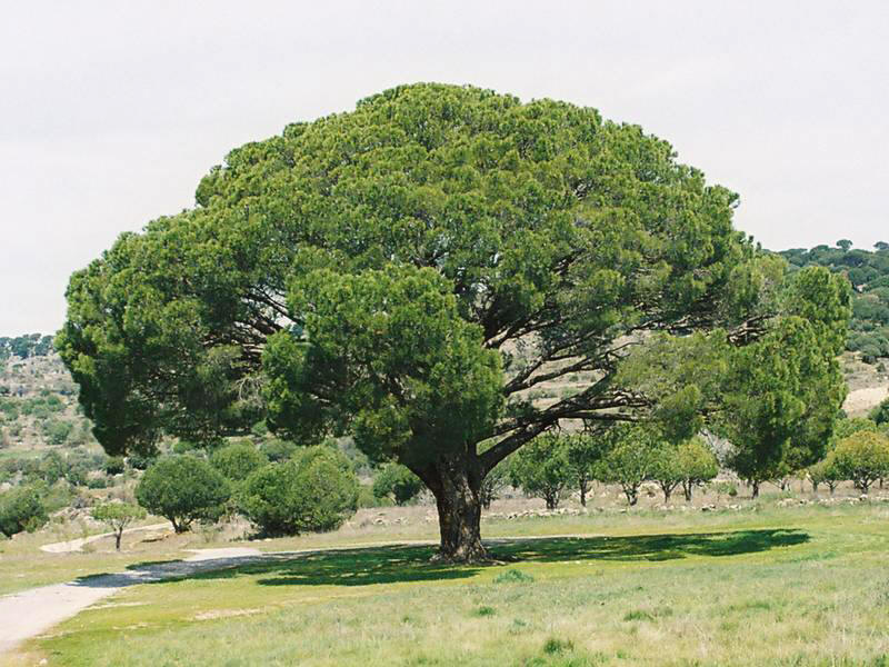Un árbol “milagroso” es símbolo de esperanza tras el tsunami