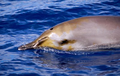 Ballenas son perturbadas por acciòn de ondas de sonar