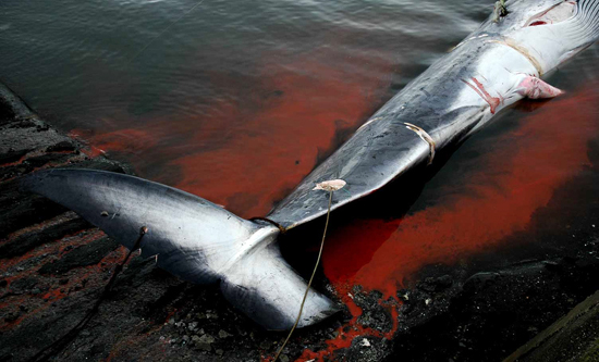 Chile ratifica acción que prohibe caza de ballenas a Islandia