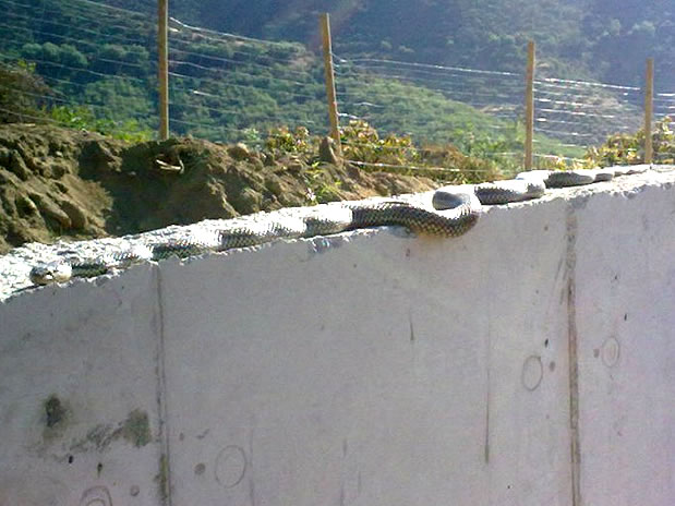 Serpiente de 8 metros asusta a comunidad de Melipilla