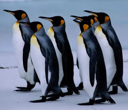 Pingüinos llenos de garrapatas