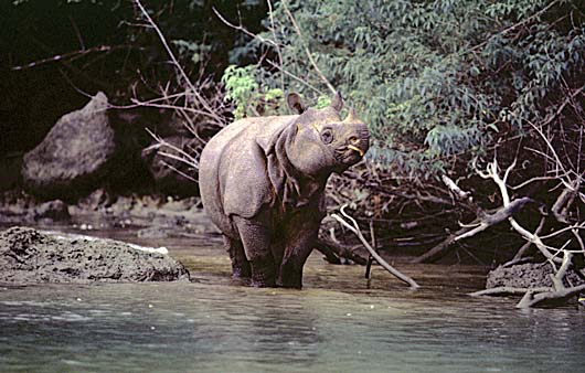 Sólo quedan 60 rinocerontes de Java en el mundo