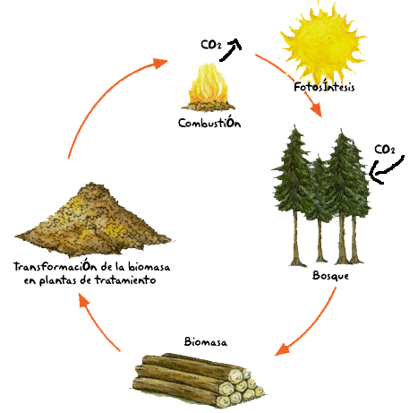 Biomasa