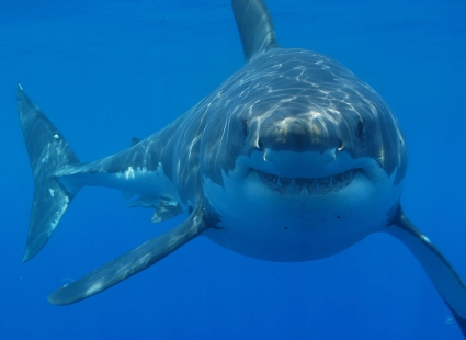 Tiburones y rayas del mediterráneo están amenazados