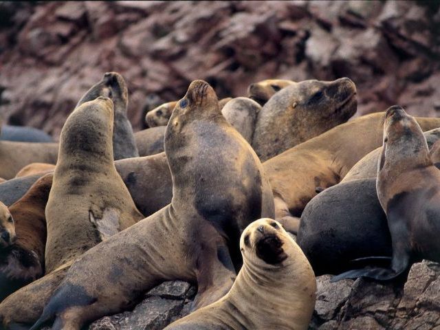 Organizaciones rechazan plan de matanza de lobos marinos que elabora ministerio de economía