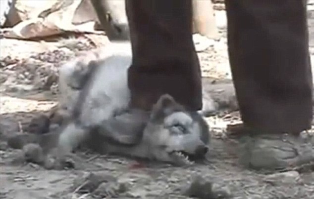 Perros mapaches son despellejados vivos para elaborar famosas botas Ugg