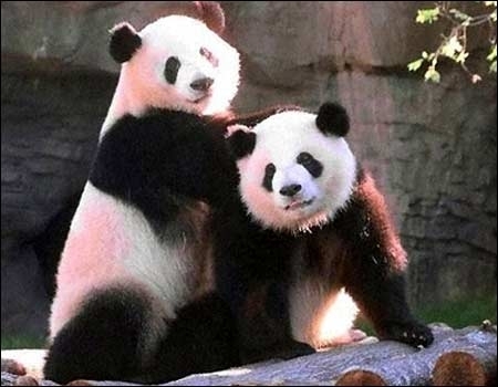 Pandas: Salvarlos o dejar que se extingan, se transforma en un dilema para los científicos