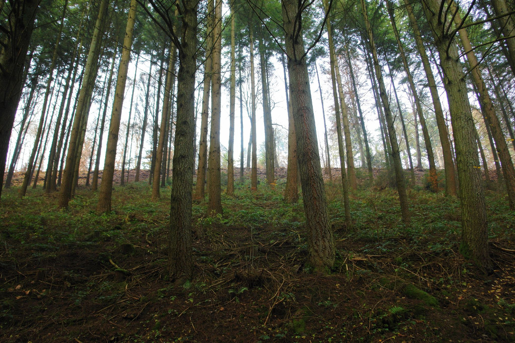 El lunes lanzan libro “Hacia un Nuevo Modelo Forestal”