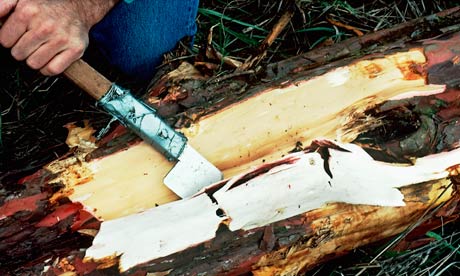 Árbol medicinal que sirve para el cáncer estaría a punto de extinguirse