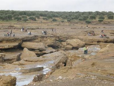 Pretenden reforestar Europa a través de desiertos verdes