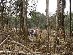 Guatemala perdió en 10 años un cuarto de su área boscosa