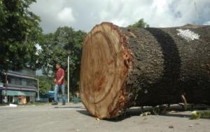 Vecinos denuncian tala indiscriminada de árboles en Osorno