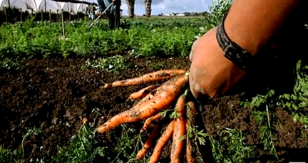 Seguridad alimentaria se ve amenazada por la degradación de las tierras y el agua