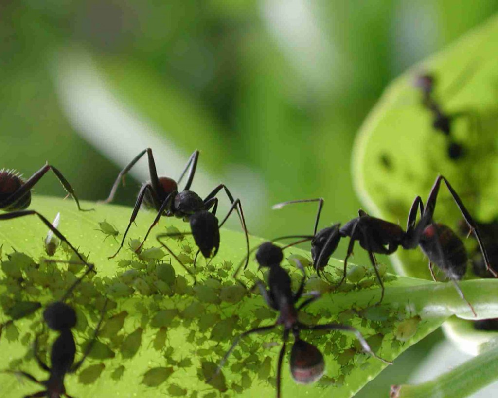 Hormigas podrían verse afectadas por cambio climático