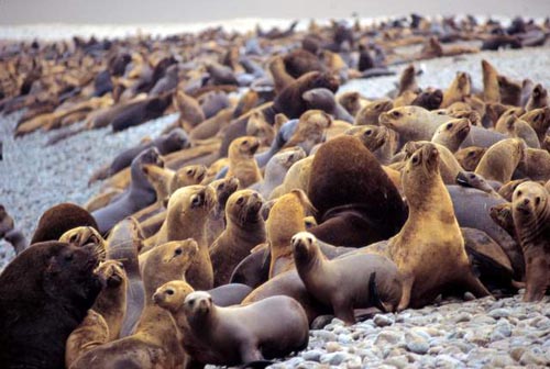 300 lobos marinos podrían ser cazados en costas chilenas si Subpesca aprueba autorización