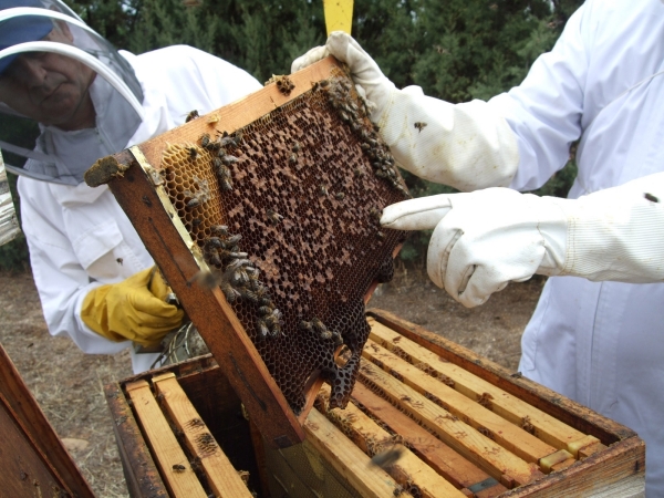 Alejandro Navarro: “Estado debe responder por rechazo de miel contaminada por transgénicos”