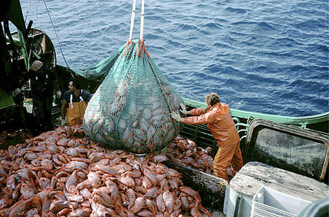 ONG’s piden eliminar la pesca de arrastre. Pescadores artesanales piden menos beneficios para privados