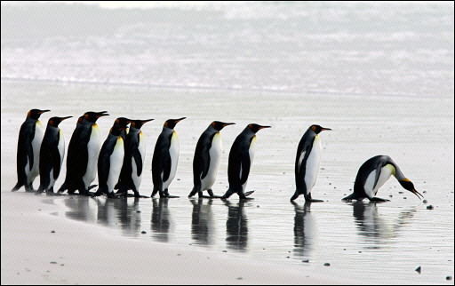 Entre 2005 y 2010 más de 2 mil pingüinos murieron en costas chilenas