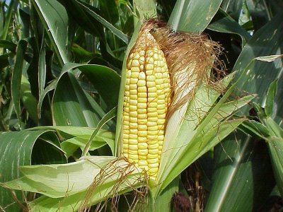 Cultivos transgénicos de maíz alcanzan récord histórico en España