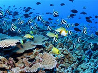 En Isla de Pascua podría realizarse el proyecto de conservación marina más grande en el mundo