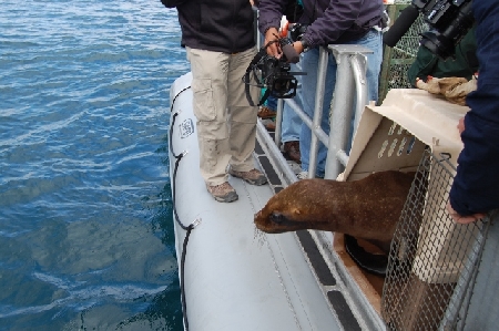 Tres lobos marinos luego de su rehabilitación fueron liberados en Chile
