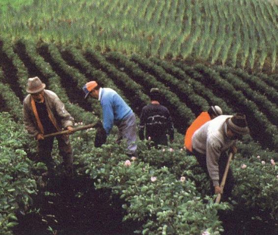 Perú: Declaran a Huancavelica zona libre de Transgénicos