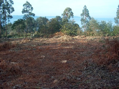 5 millones de hectáreas de áreas forestales se pierden al año en el mundo