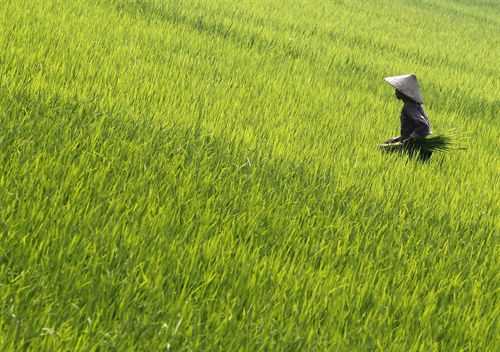 Un gran número de granjas ya no pueden vender arroz en Fukushima