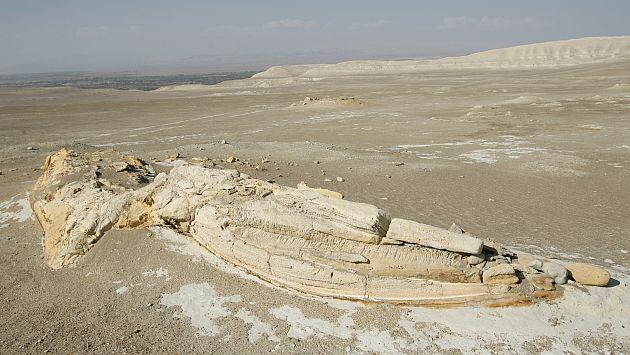 Advierten que Rally Dakar 2012 podría dañar restos fósiles en Perú