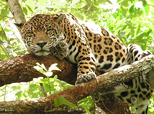 Sólo 4 mil jaguares quedan en México