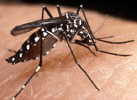 Estudio revela por qué algunas personas atraen más que otras a los mosquitos