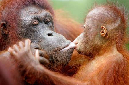 Islas como refugio para orangutanes heridos