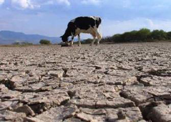 Sector agrícola toma medidas ante la sequía que afecta a Chile