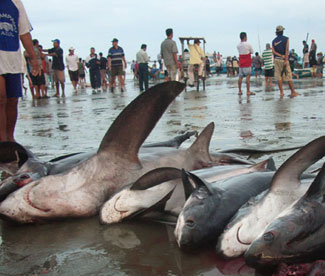 Tiburones Migratorios: Menos del 1% protegido de la sobrepesca