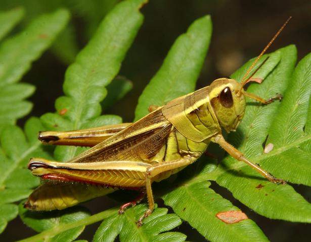 Investigadores desarrollan un material ligero inspirado en la cutícula de insectos